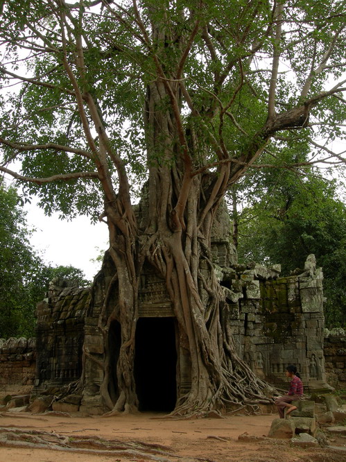 After centuries of being left unattended in the jungles, some of the temples are covered in trees. Angkor, Cambodia.