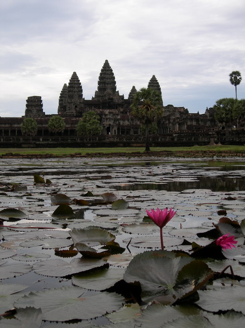 Lotus flowers in front of Angkor Wat. Angkor, Cambodia.