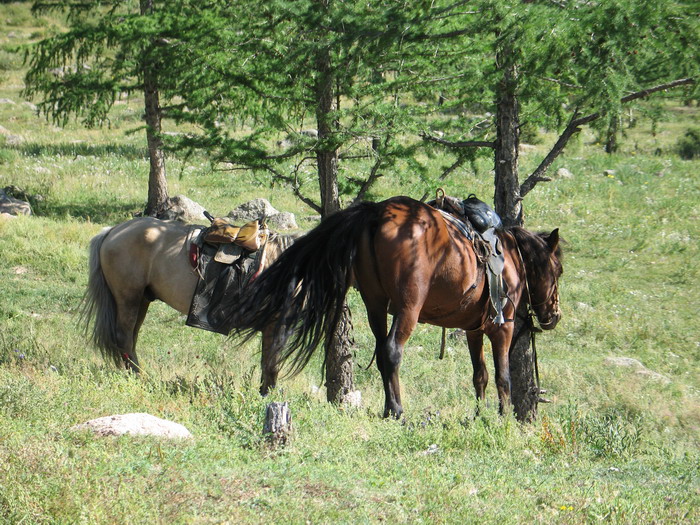 We took a couple hour horse ride to the home of our friends mother's house.