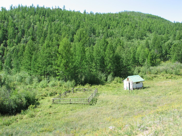 An old coral in the forest.