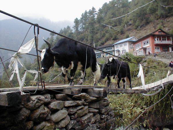 We were eager to start walking but we did wait for the yaks to clear to the trail.