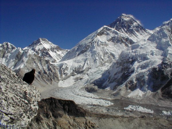 Even up at 18,200 feet (5400m) there was still some wild life.