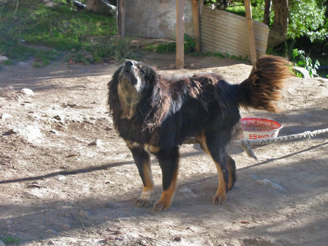 The killer guard dog at the monastery, whom Christine called 'Snoopy'.