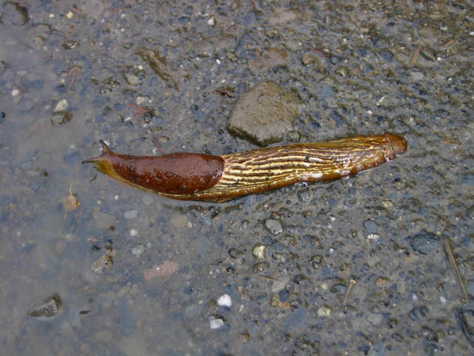 Slugs like this one are unheard of in the rest of Tibet.