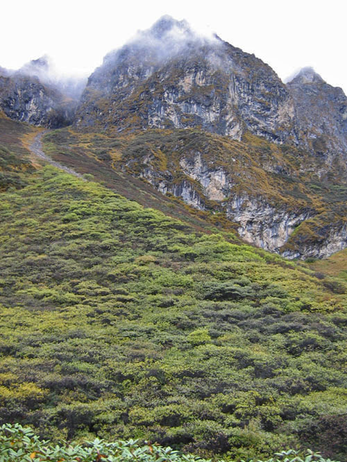 The hillsides are covered with endless varieties of plants.