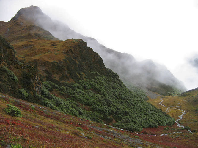 This area is known for being the home of a number of plants that are not found anywhere else in the world.