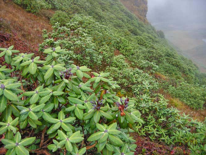 Tsari is home to many varities of Rhododendrons and is famous for a type that grows no where else in the world.
