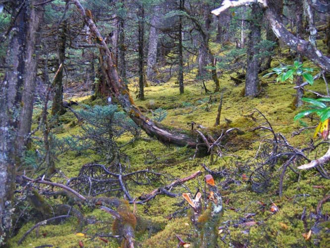 Rain forest on the southern part of the Tsari curcuit.