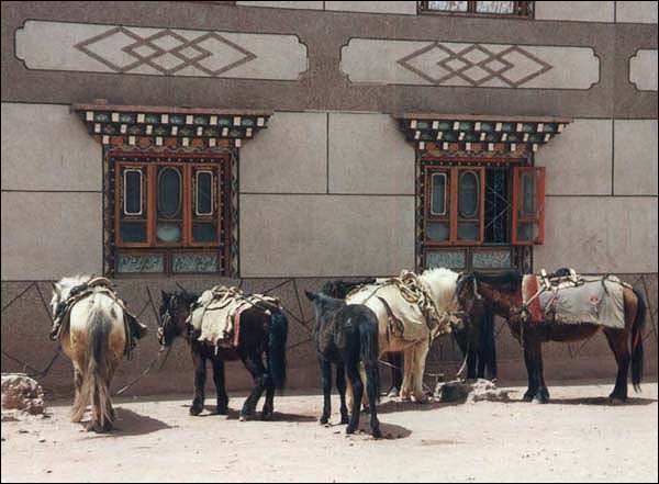 Horses hitched outside a bar, Markam in Eastern Tibet.