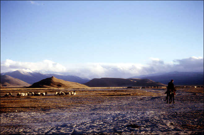 Nomads heard their sheep at the foot of Himalaya. Tingre, Tibet.