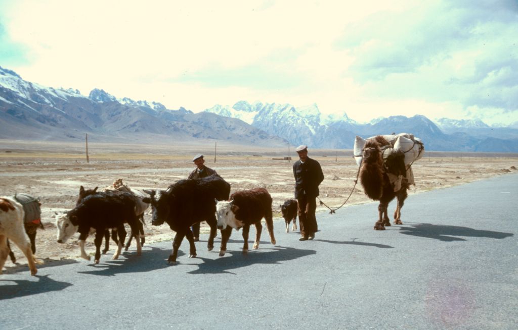 Family and animal in tow, Xinjiang, China.